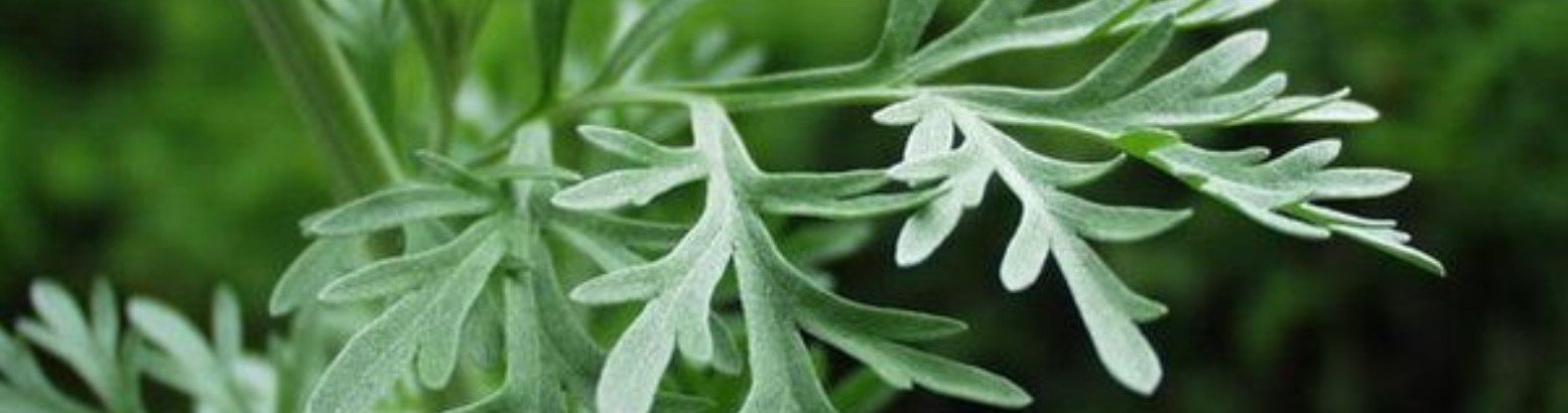Artemisia plant