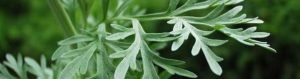 Artemisia plant