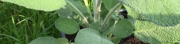 Je Huis Zuiveren Met Salie Tegen Negative Invloeden Tuinkruiden Net